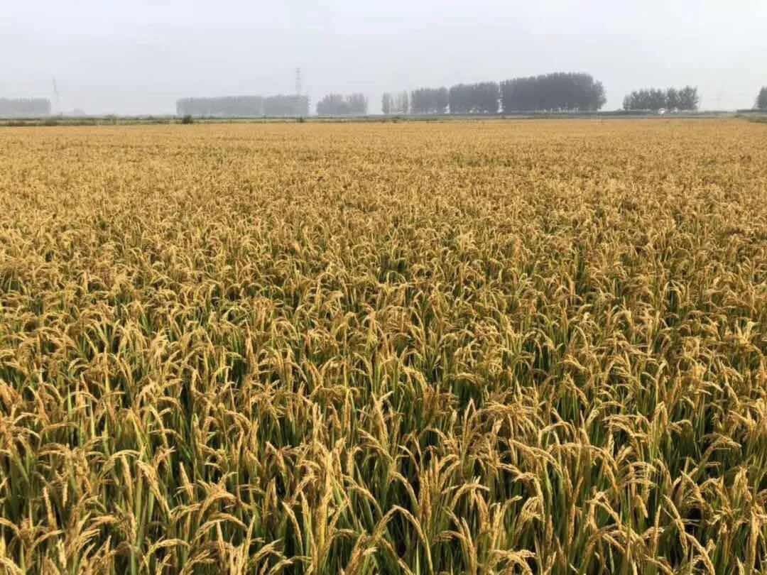 微信圖片_20181106152643.jpg 微信圖片_20181106152643.jpg